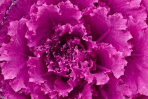 EQUIPE VOLO / LYSSNORD Gastro Factory