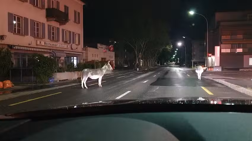 Restaurant und Kaffee zur Tanne